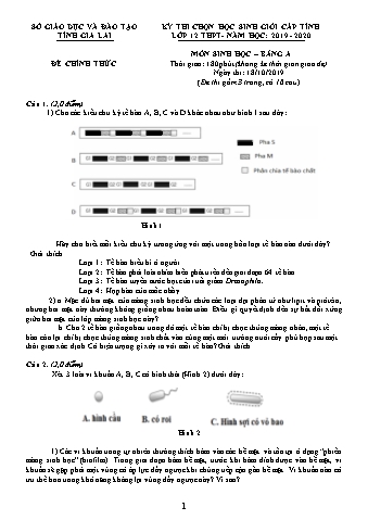 Đề thi chọn học sinh giỏi cấp tỉnh môn Sinh học 12 - Bảng A - Năm học 2019-2020 - SGD&ĐT Gia Lai