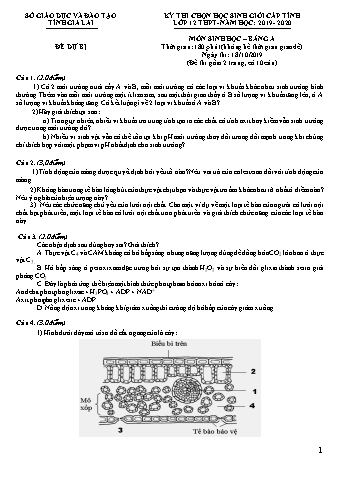 Đề thi chọn học sinh giỏi cấp tỉnh môn Sinh học 12 (Đề dự bị) - Bảng A - Năm học 2019-2020 - SGD&ĐT Gia Lai